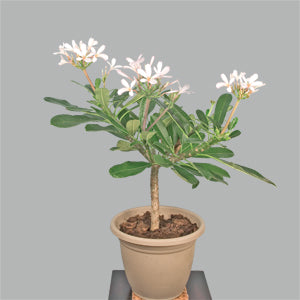 Plumeria - Dwarf Singapore Pink