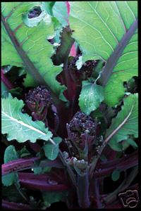 Broccoli - 'Purple Sprouting Early'