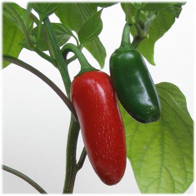 Early Jalapeño - C. annuum
