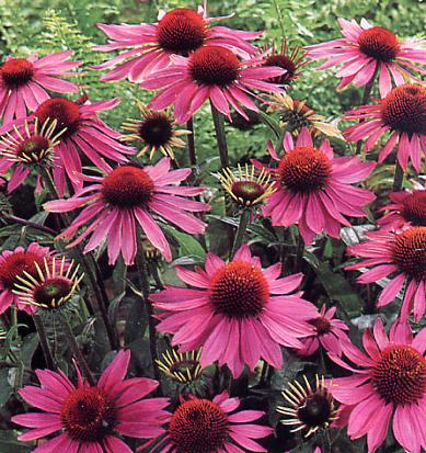 Purpur Solhat - Echinacea purpurea
