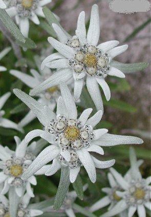 Edelweiss - Leontopodium Alpinum