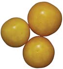Egg Yolk - Tomat