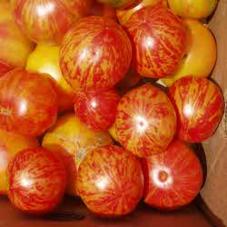 Elberta Peach - Tomat