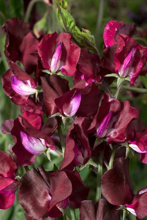 Ærteblomst - Lathyrus Odoratus Elegance Burgundy