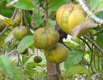 Elefantæble – Dillenia Indica