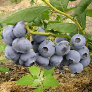 Blåbær - Elisabeth - Kraftig plante