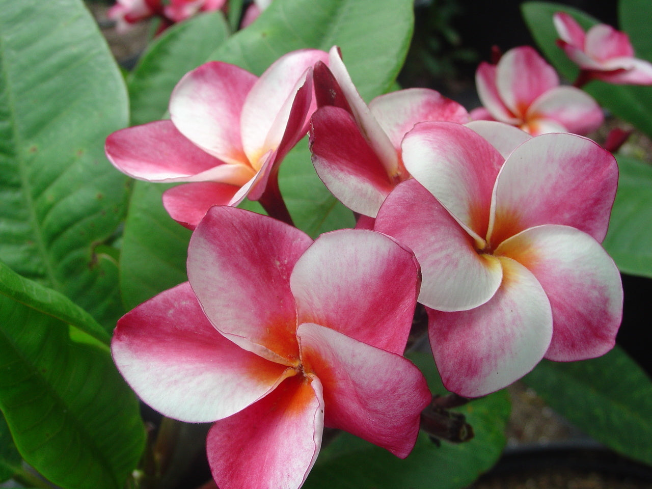 Plumeria - Elsie - PLANTE