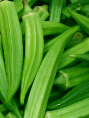 Okra - Emerald velvet - Abelmoschus esculentus