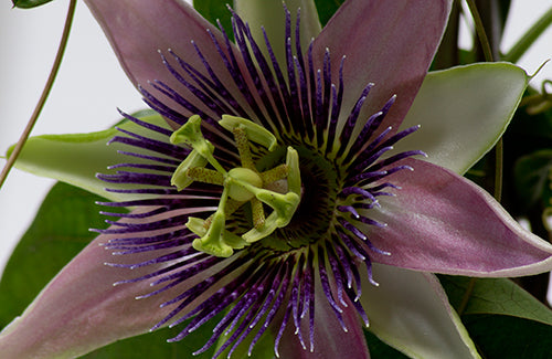 Passiflora 'Empress Euginie' - plante