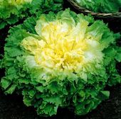 Endive - Wallonne - Cichorium endiva