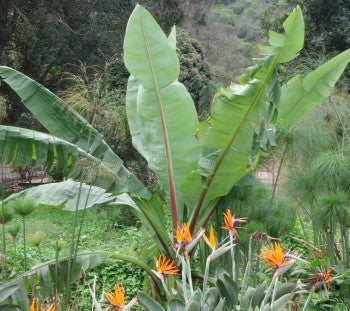 Rødribbet Banan Palme - Ensete ventricosum