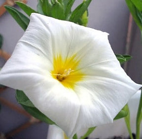 Jomfruskørt - Convolvulus Tricolor - White Ensign