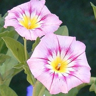 Jomfruskørt - Convolvulus Tricolor - Rose Ensign