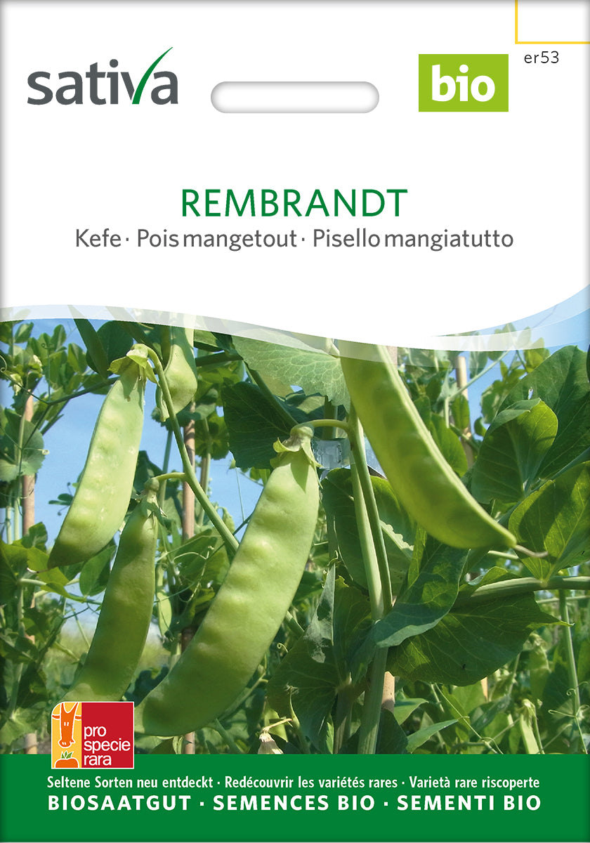 Sukkerært - Rembrandt - ØKO