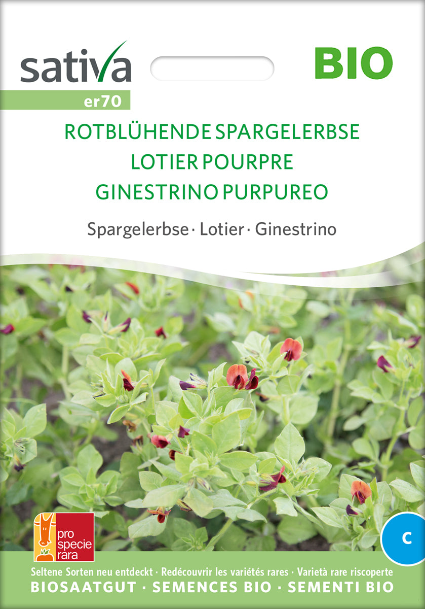 Aspargesært - Rødblomstret