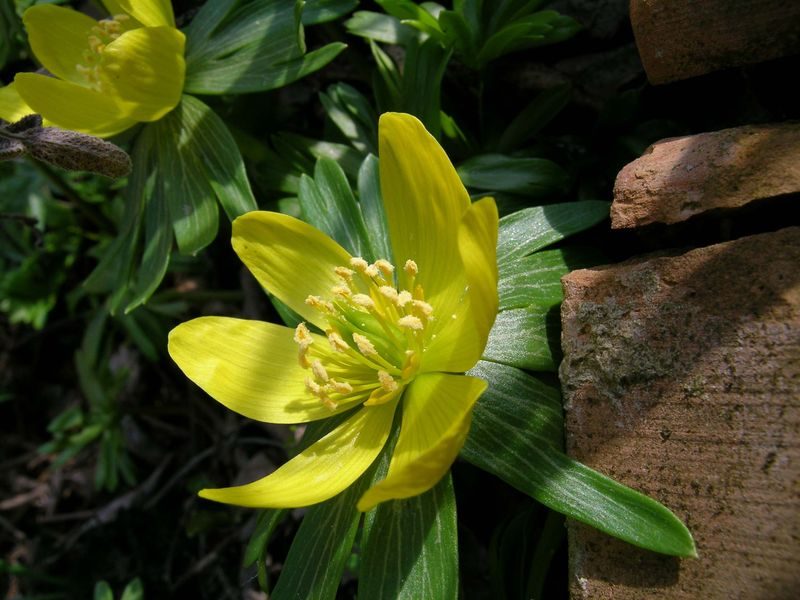 Erantis - Eranthis hyemalis