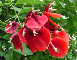Himalayan Coral Tree - Erythrina Arborescens