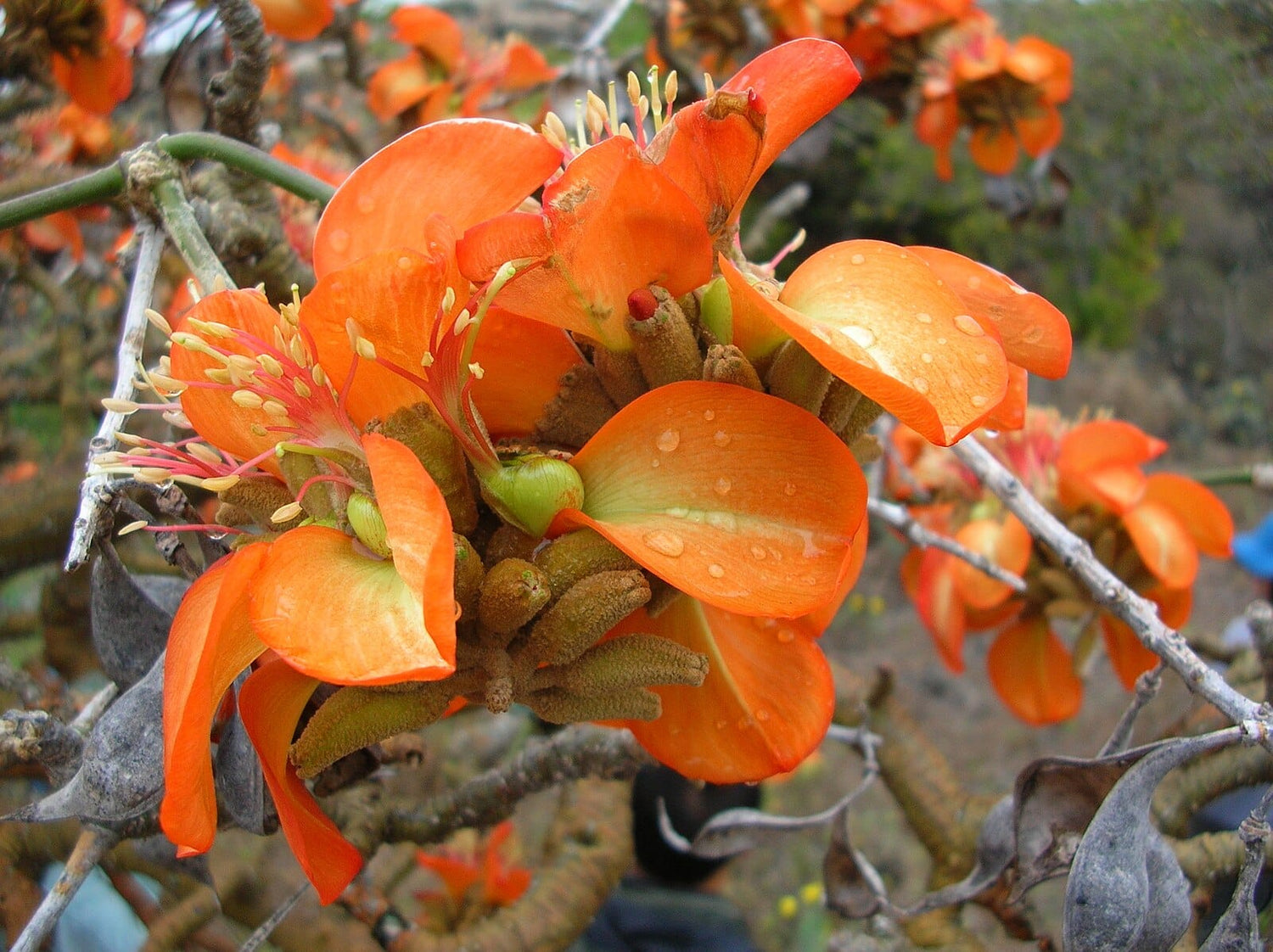 Coral Tree - Erythrina Indica