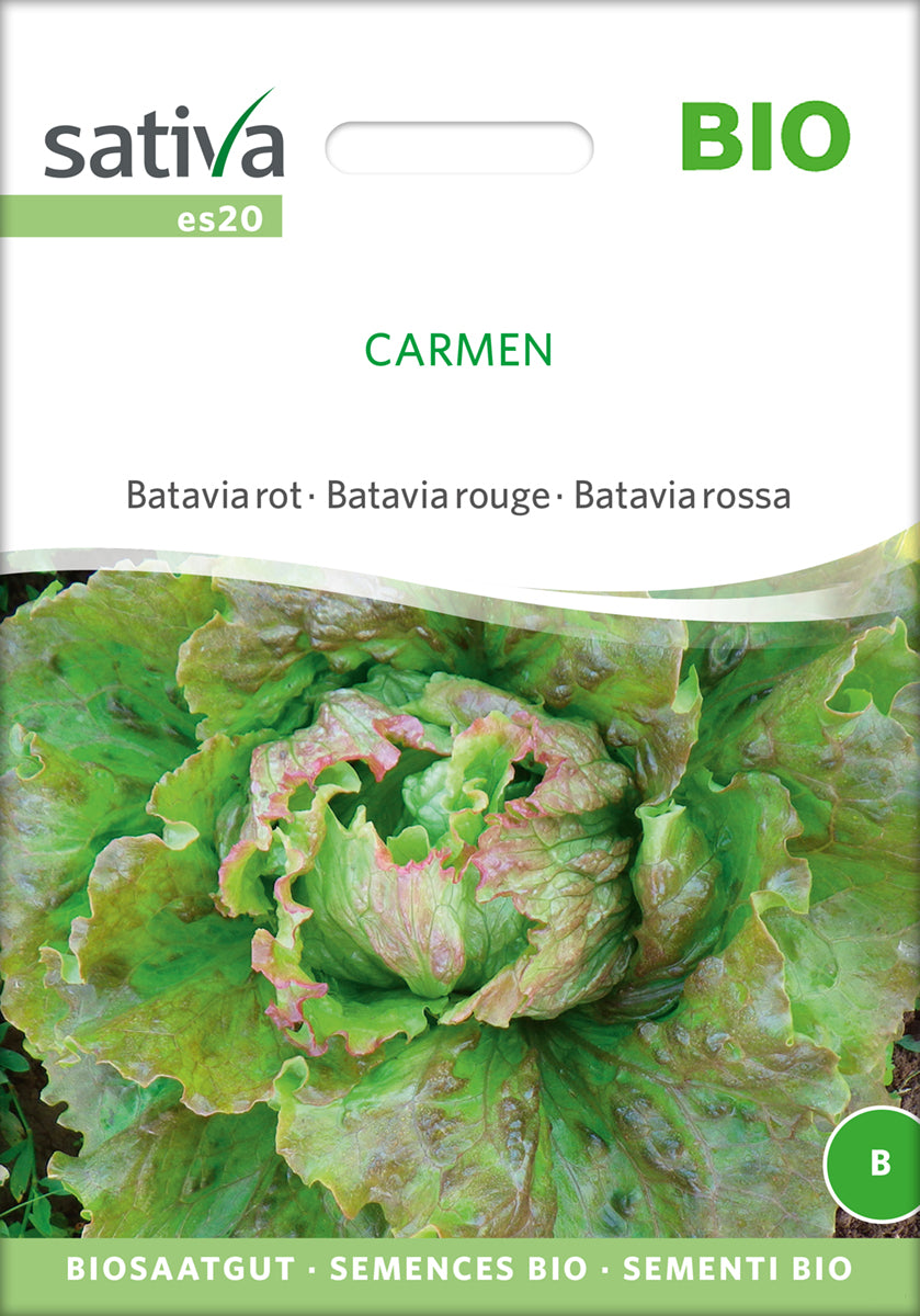 Salat - Carmen - ØKO