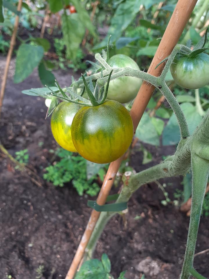 Tomat - Esmaralda Golosina