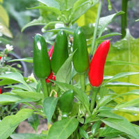 Etna - C. annuum
