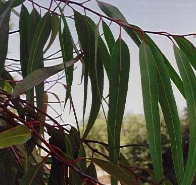 Citron eucalyptus - E. citriodora
