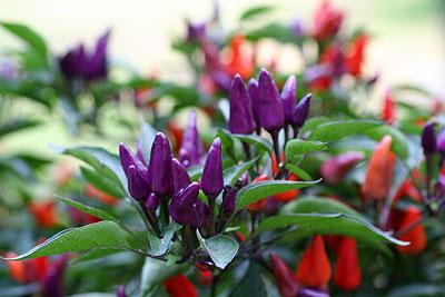 Explosive Ember - C. annuum