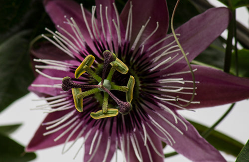 Passiflora 'Eynsford Gem' - plante