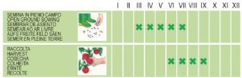 Bønne - Nano dolico dall'occhio veneto (senza filo) - 100 gram