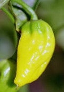 Fatali Gul - Plante