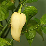 Fatali White – C. chinense