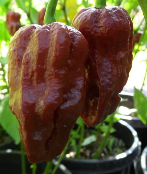 7 pot Douglah chocolate – C. chinense