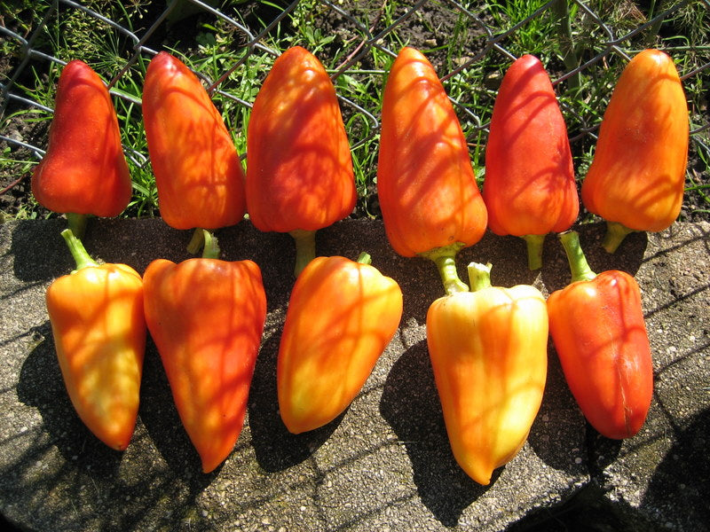 Feher Ozon - Sød Paprika