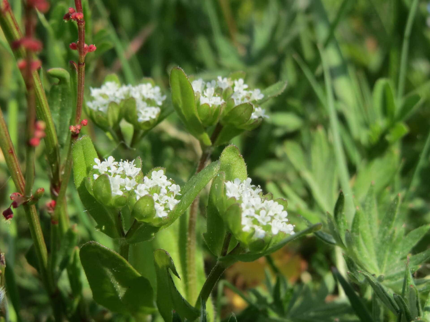 Feltsalat -Valeriana D'olanda A Seme Grosso - Valerianella Locusta
