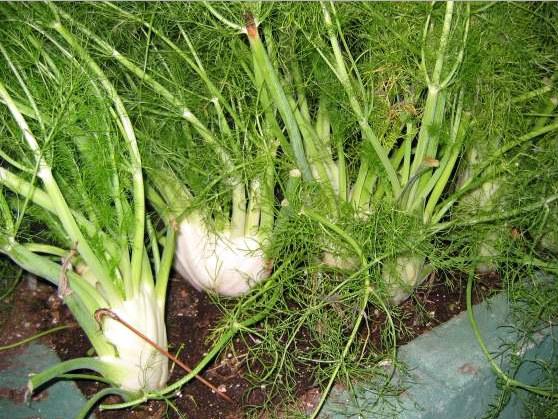 Knold fennikel - Foeniculum dulce