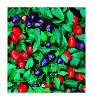 Filius Blue - C. annuum