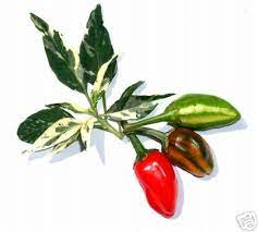 Fish - C. annuum