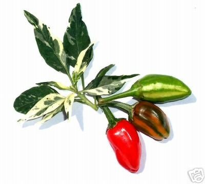 Fish - C. annuum