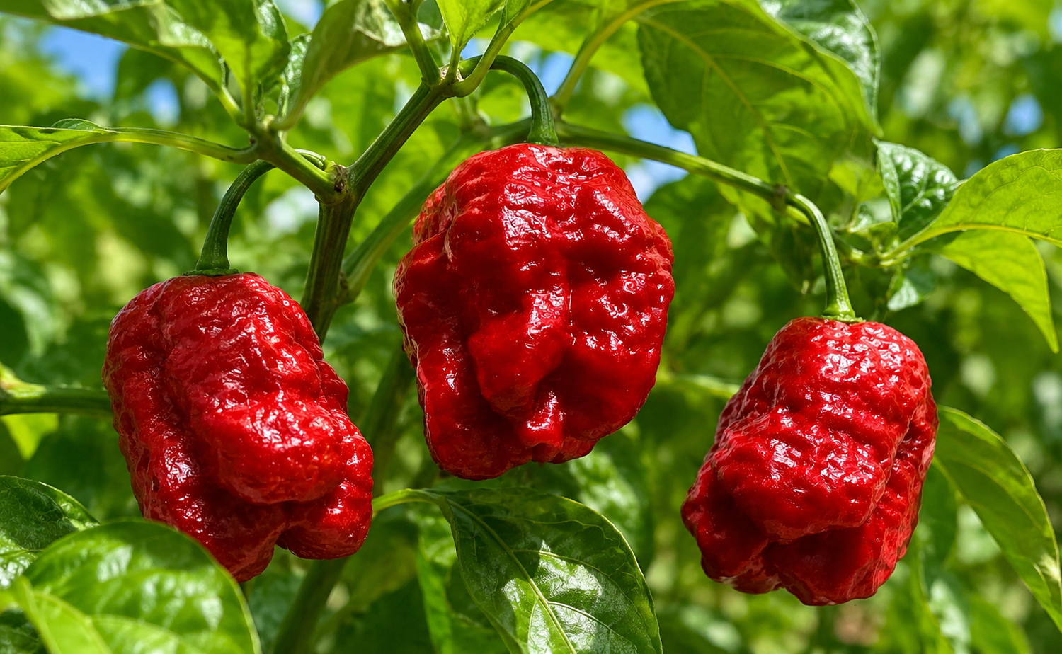 Chili Florida Predator - C. chinense