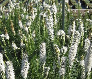 Pragtskær - Floristan White - Liatris spicata
