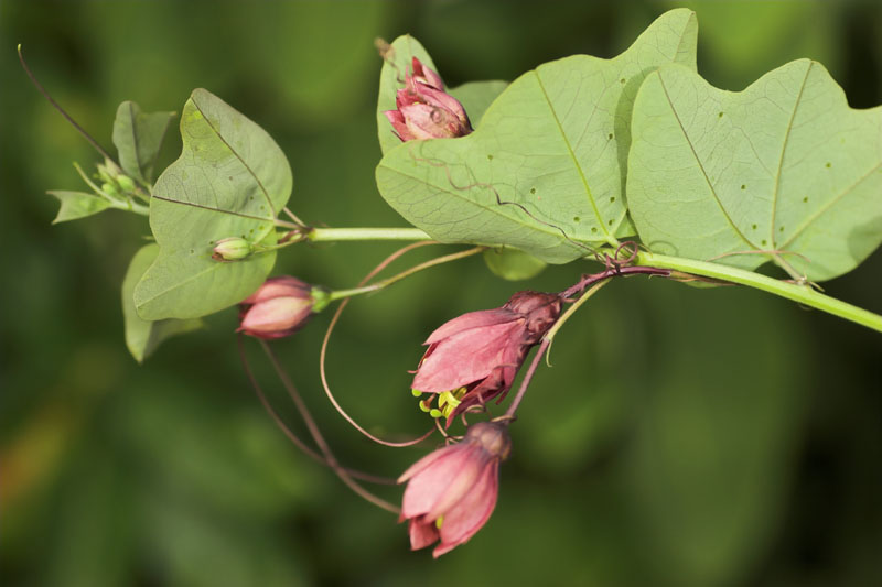 Passiflora 'Flying V' - plante