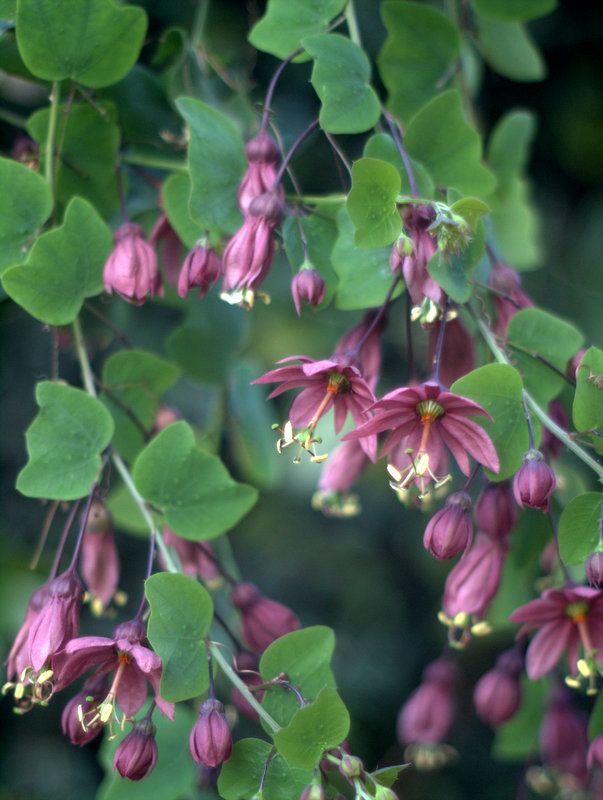 Passiflora 'Flying V' - plante