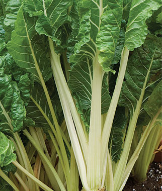 Bladbede - Fordhook - Beta Vulgaris var. Ciela