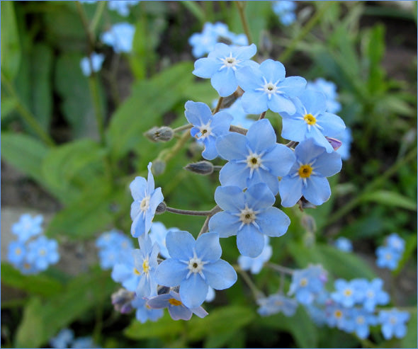 Forglem-mig-ej - Indigo Blue