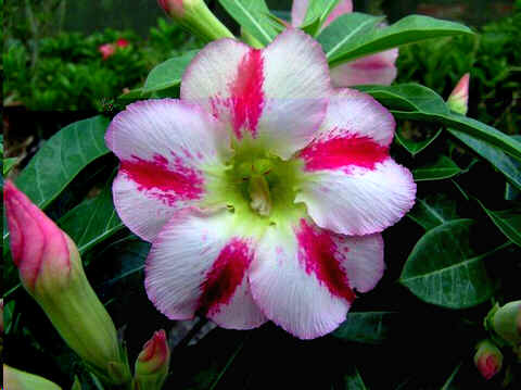 Ørkenrose - Adenium 'Fragrant delight'