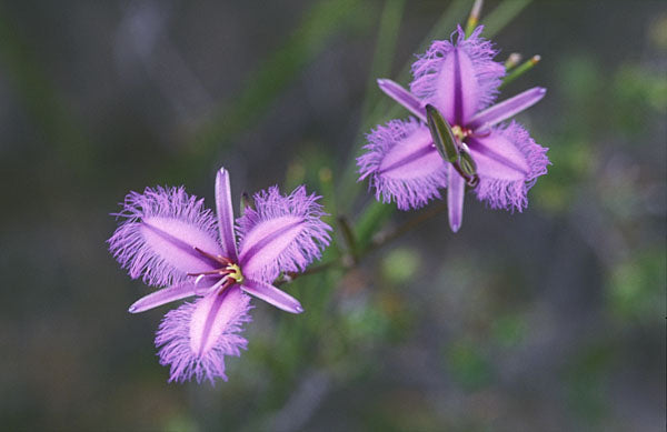 Frynset Lilje - Thysanotus Thyrsoides