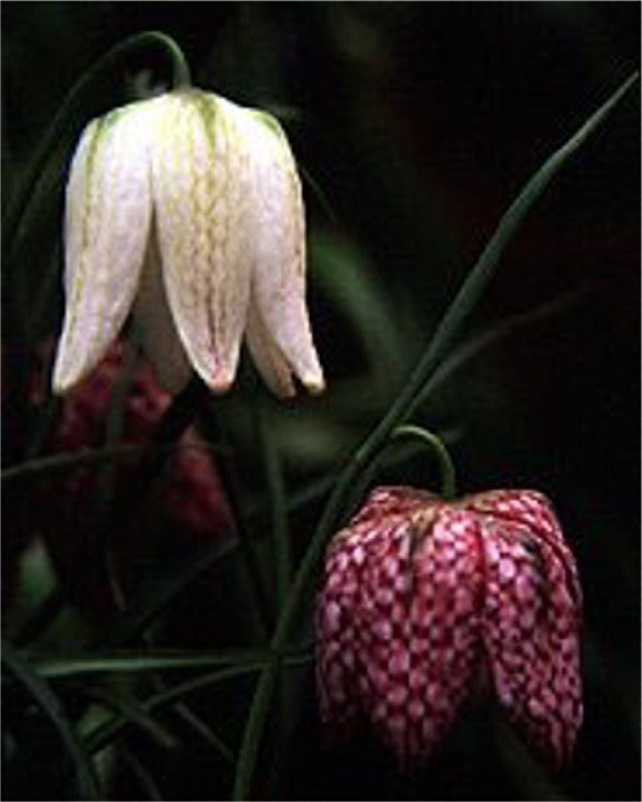 Ternet Vibeæg - Fritillaria meleagris