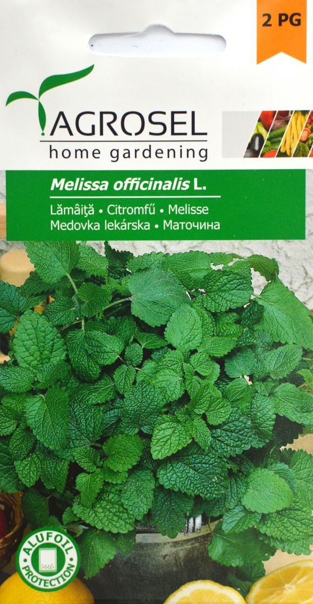 Melisse - Melissa officinalis L.
