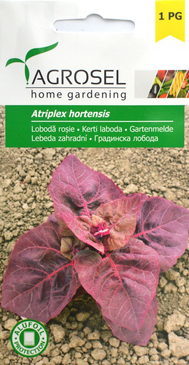 Blodmælde - Atriplex Hortensis