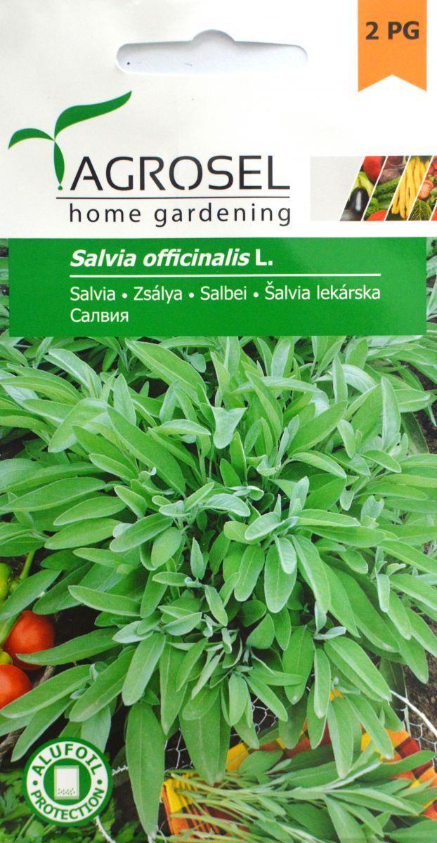 Salvie - Salvia officinalis